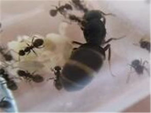 北京誠信蟲控防治服務公司 專業蟲害防治與電腦圖文設計制作